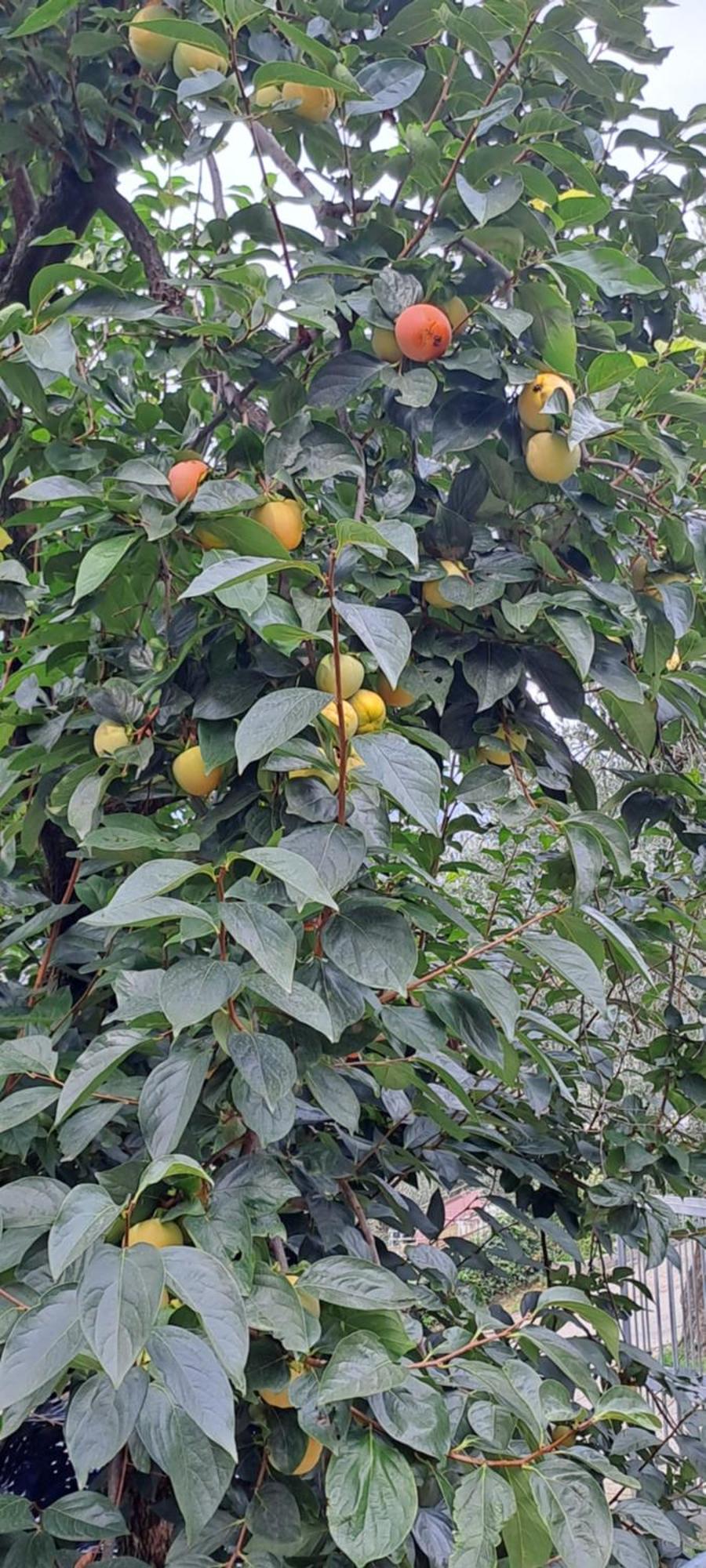 Appartamento Ciclamino Malcesine Dış mekan fotoğraf